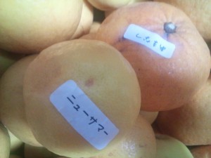 ニューサマー